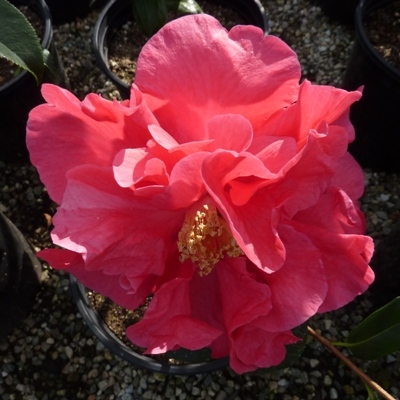 Margaret Hilford